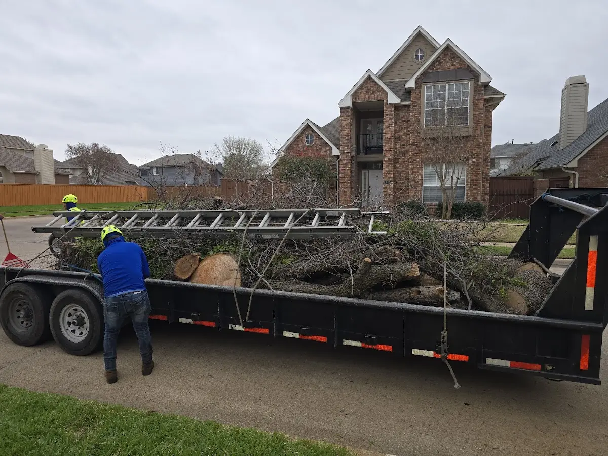 Expert Tree Pest Control with proper safety equipment in Westboro